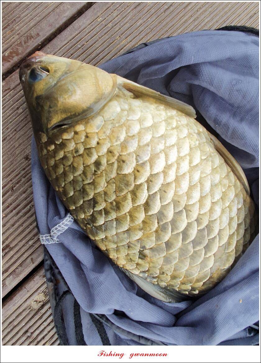 신리 44 cm실리곡 41 cm돌감 405 cm칠성지 대물 조황 (조황조행기 - 특파원조황)