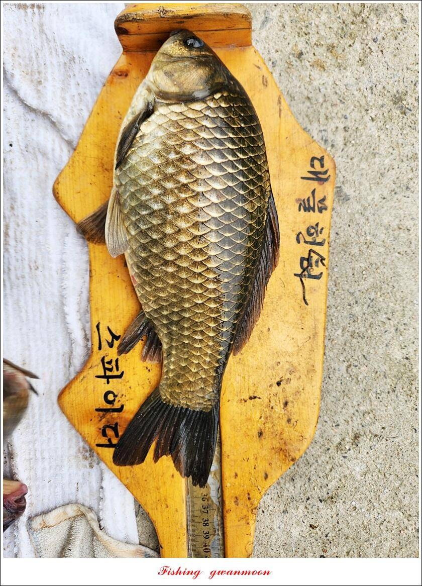 화곡지 4 짜 및 청풍호 조황 소식 (조황조행기 - 특파원조황)