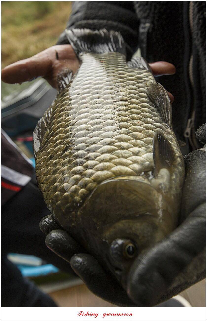솔 44 cm 대물 조황 (조황조행기 - 특파원조황)