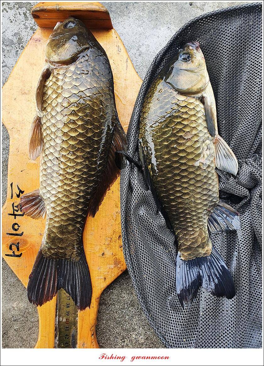 솔 낚시터 41 cm 대물화곡지 조황 (조황조행기 - 특파원조황)