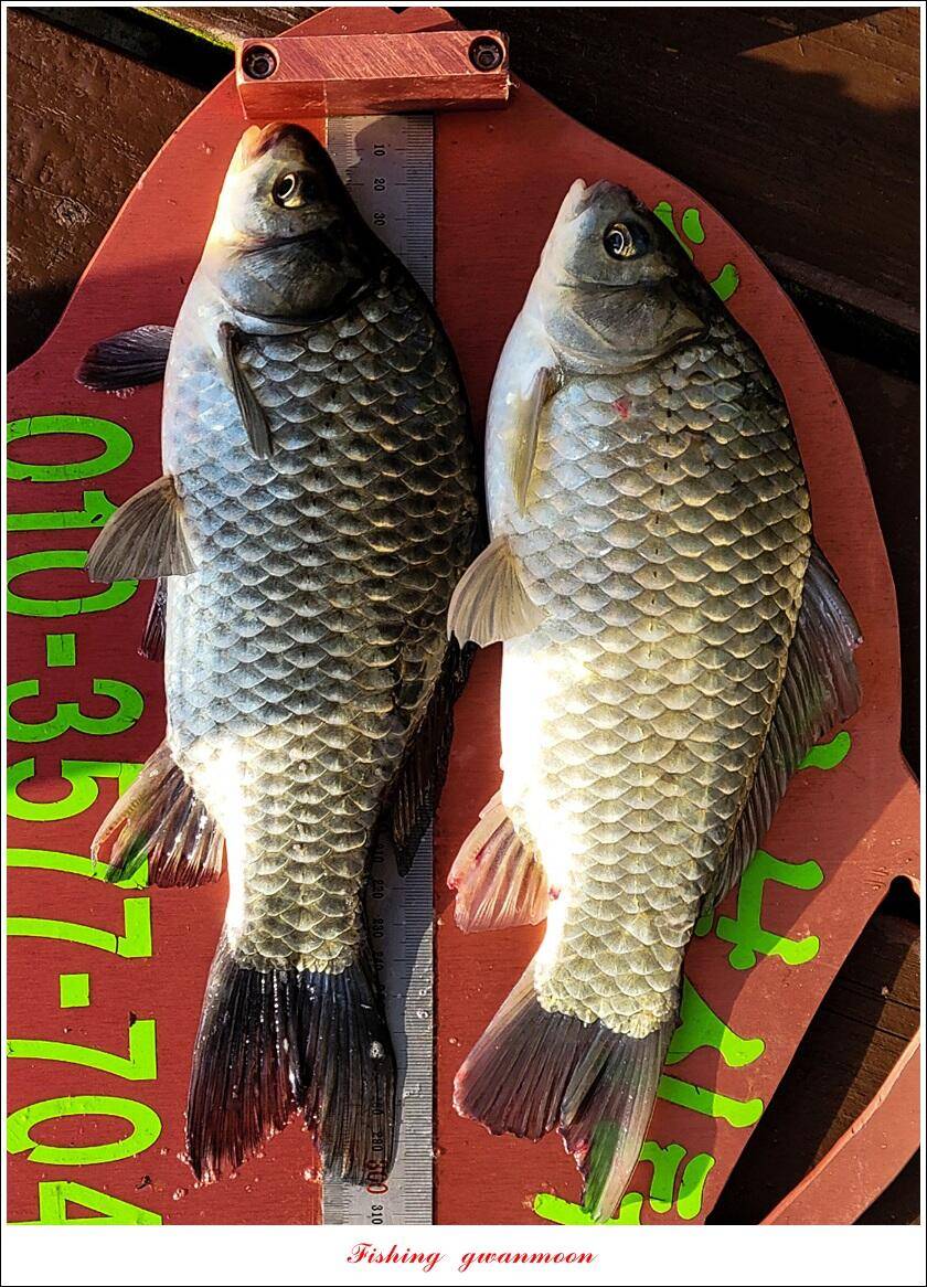 목벌 42 cm신리 41 cm408 cm실리곡 39 cm38 cm대물 조황 (조황조행기 - 특파원조황)