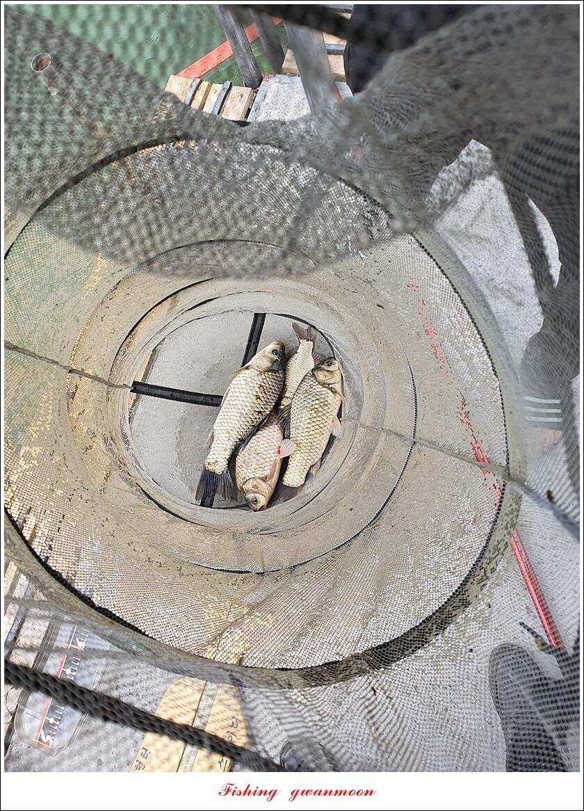 제일 4 짜돌감 39cm화곡지 대물 조황 (조황조행기 - 특파원조황)