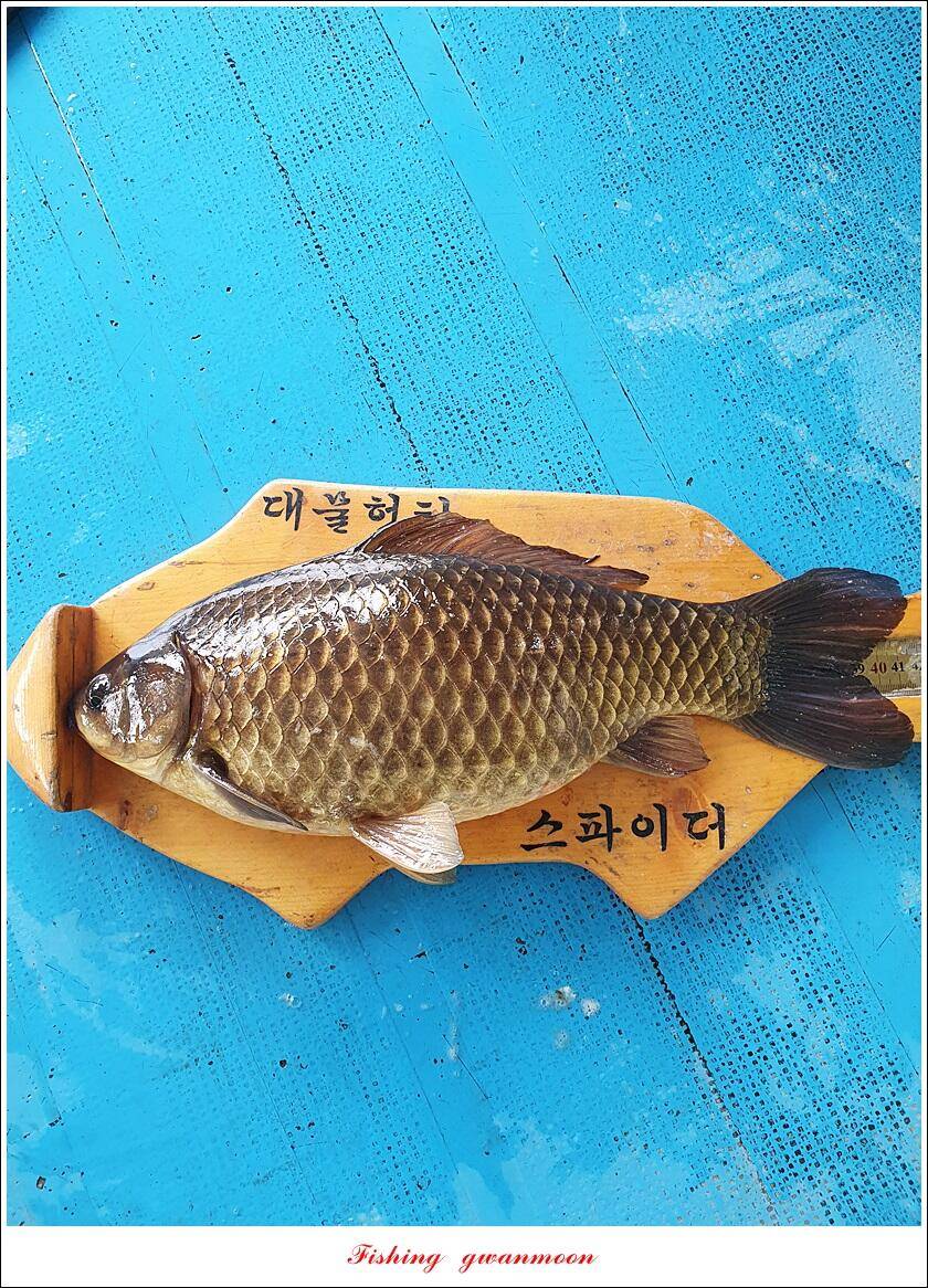 화곡지 4 짜 및 마릿수 월척소이지 조황 (조황조행기 - 특파원조황)
