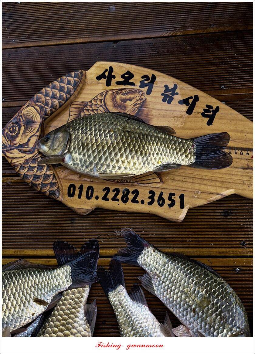 사오리 4 짜 및 마릿수 조황명서 좌대 수면 위로 (조황조행기 - 특파원조황)