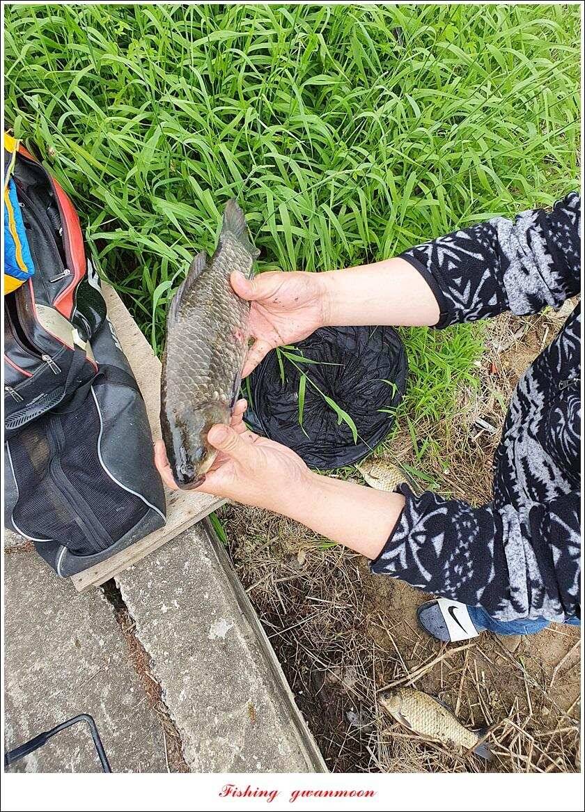 제일 4 짜돌감 39cm화곡지 대물 조황 (조황조행기 - 특파원조황)
