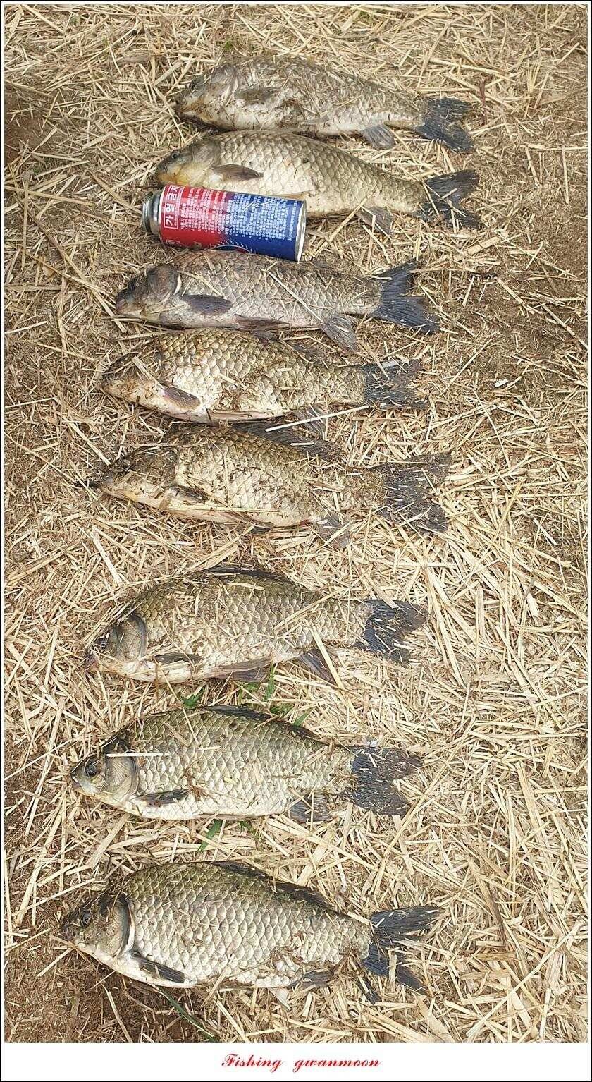 노지 4 짜신리 4 짜화곡지 4 짜 대물 조황 (조황조행기 - 특파원조황)