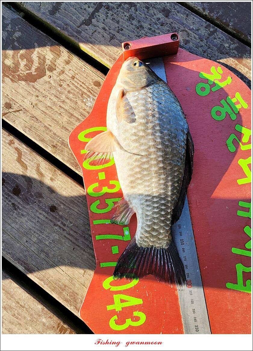 한버들 왕중왕전 대회신리 465 cm 대물 돌감 37 cm34 cm월척 조황 (조황조행기 - 특파원조황)