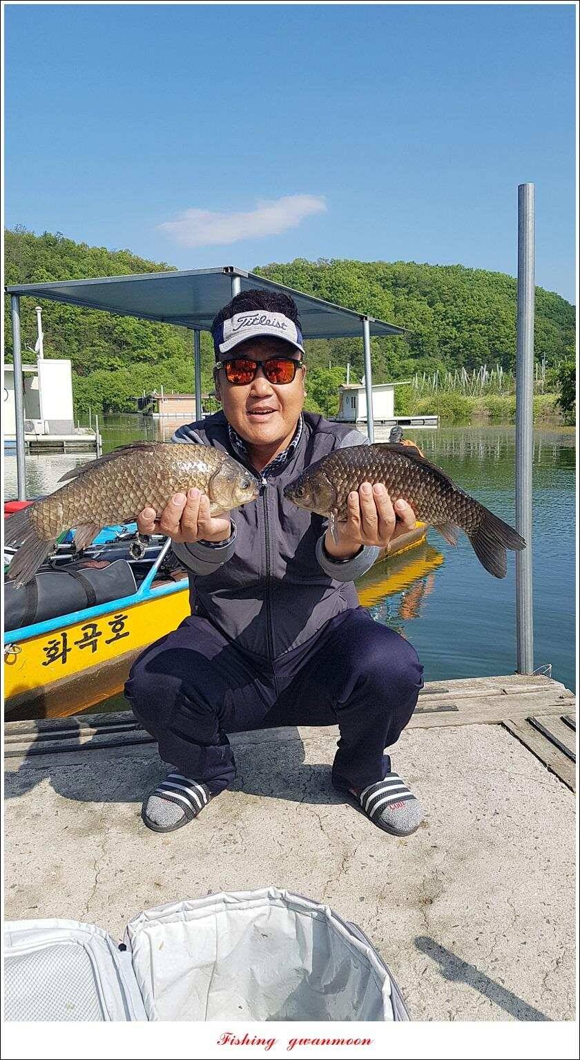 화곡지 사짜 마릿수칠성지 대물 조황 (조황조행기 - 특파원조황)