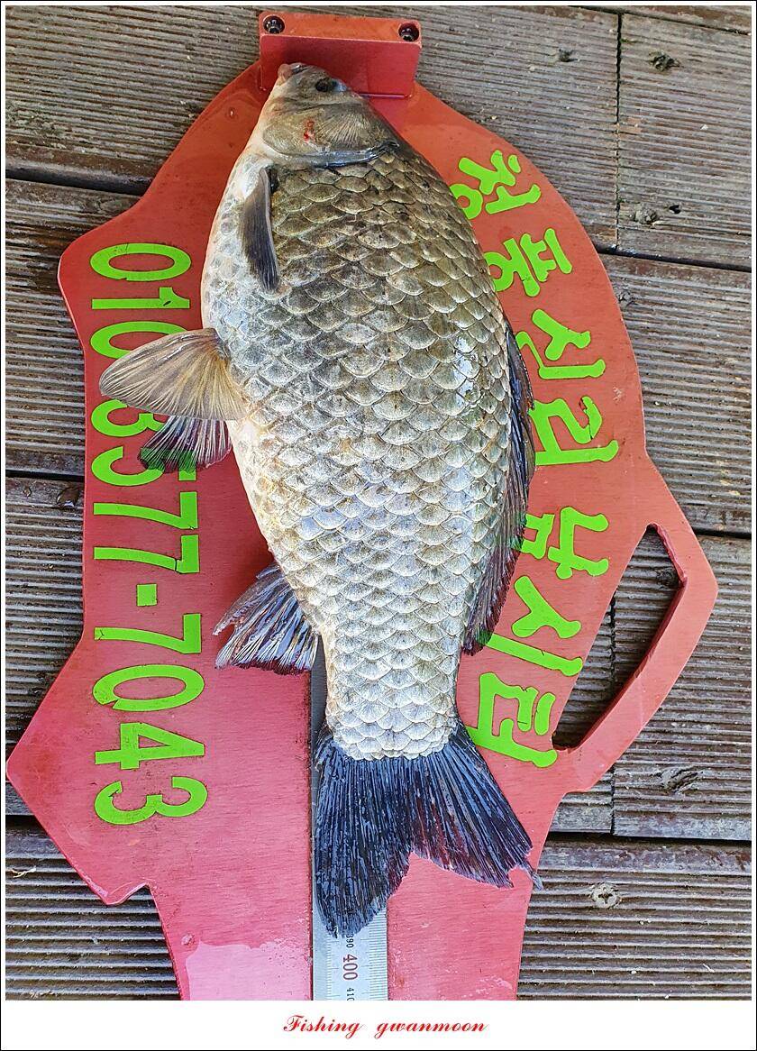 돌감충주호 노지칠성지한버들실리곡신리 4 짜 조황 (조황조행기 - 특파원조황)