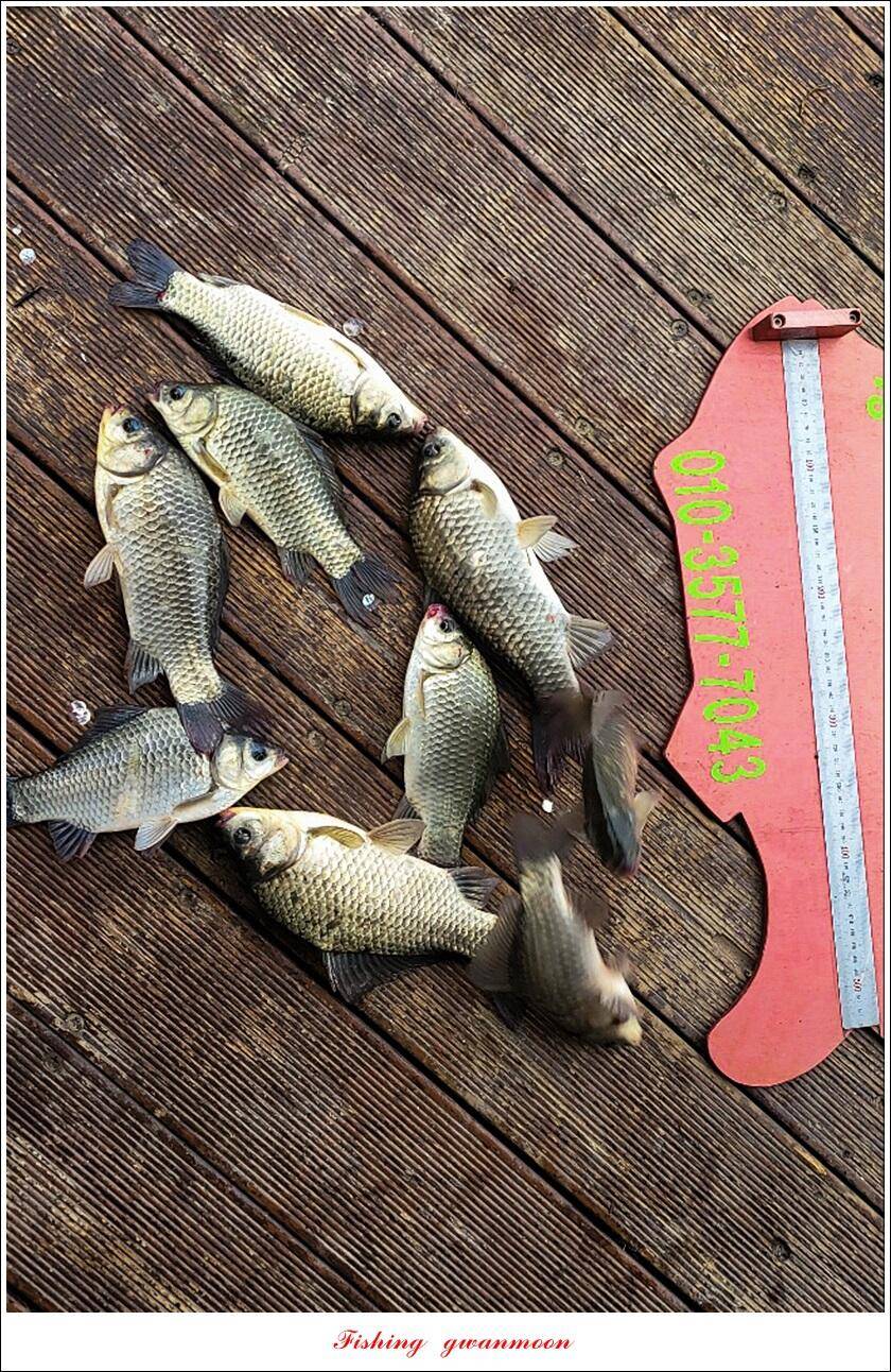 신리 낚시터 42 cm 대물 및 월척 조황 (조황조행기 - 특파원조황)