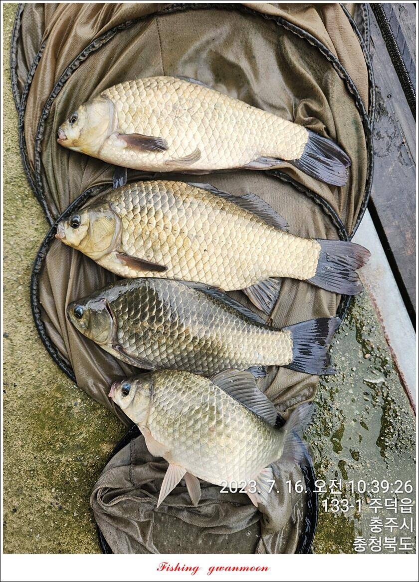솔 4 짜돌감화곡지 대물 조황 (조황조행기 - 특파원조황)