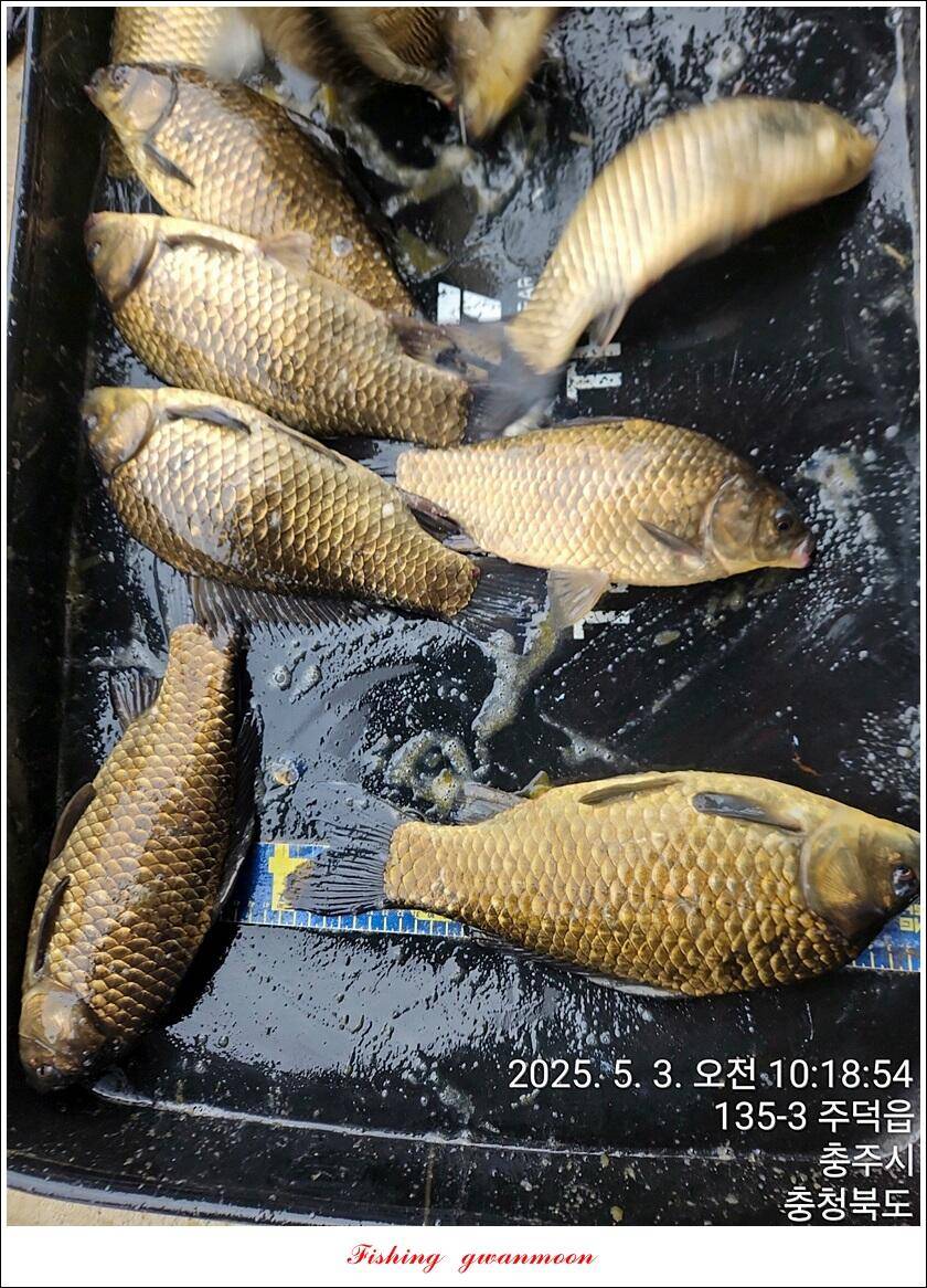 화곡지용원지 조황 (조황조행기 - 특파원조황)