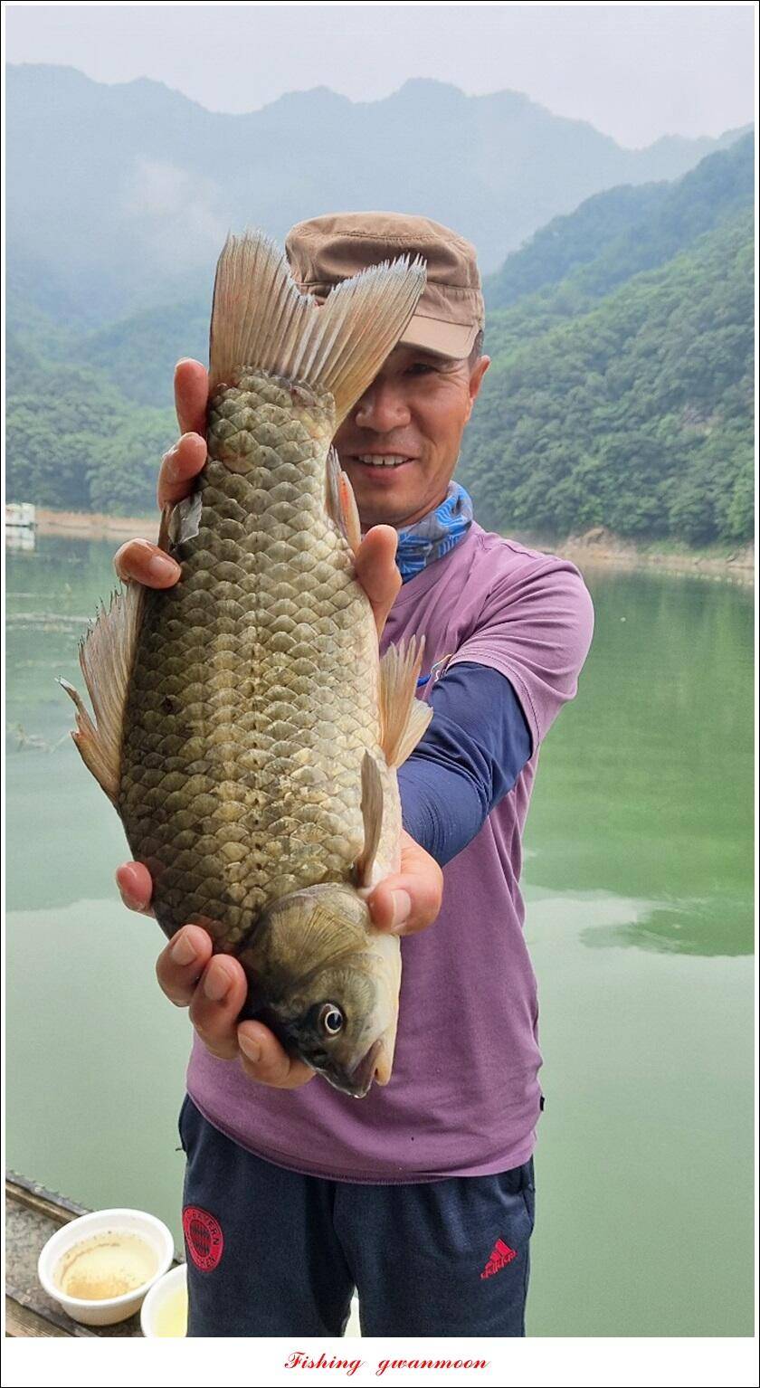 문골 42 cm명서 40 cm 달천강화곡지 조황 (조황조행기 - 특파원조황)