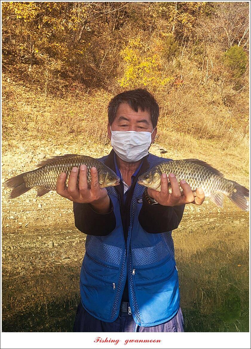목벌 42 cm신리 41 cm408 cm실리곡 39 cm38 cm대물 조황 (조황조행기 - 특파원조황)