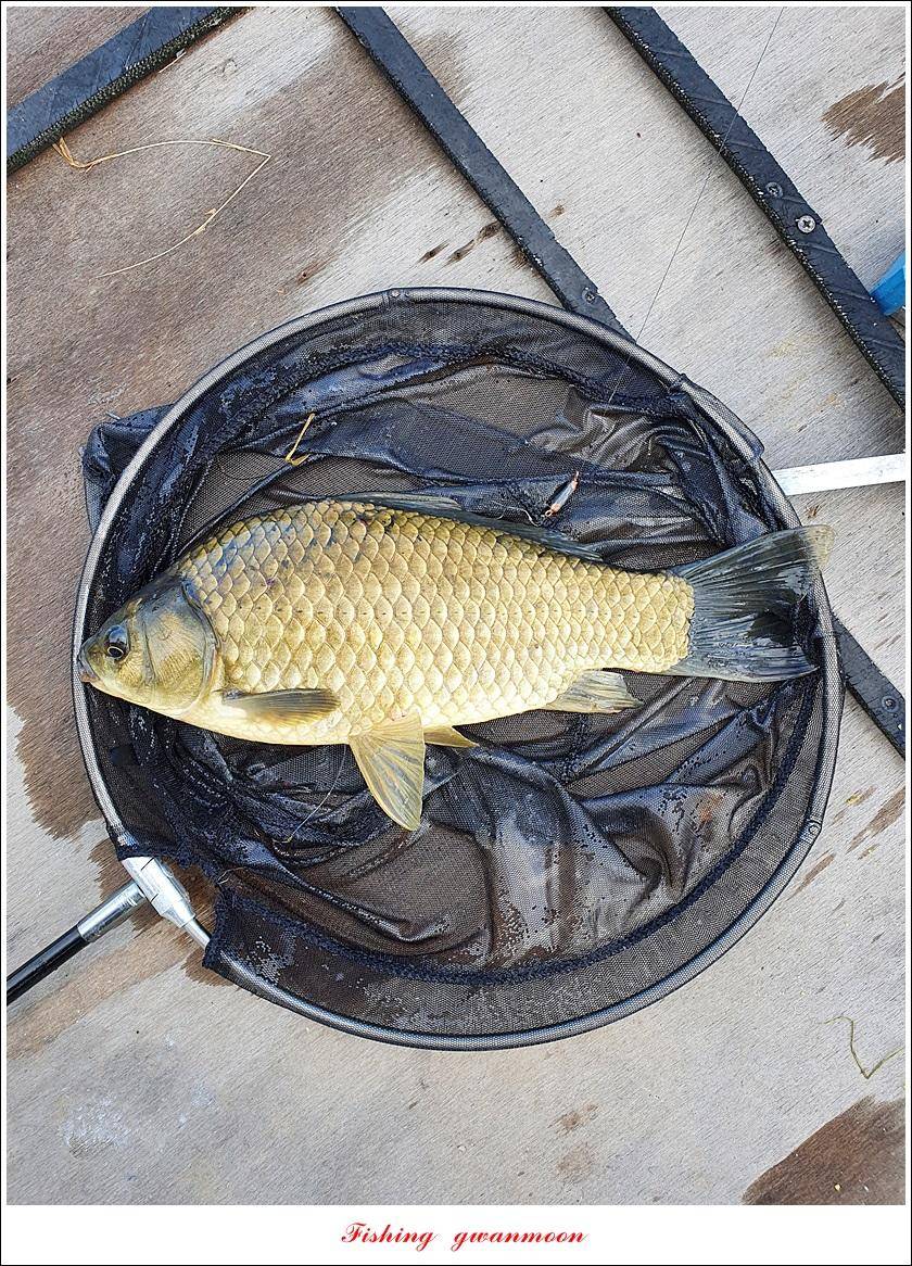 제일 43 cm40 cm화곡지 4 짜 조황 (조황조행기 - 특파원조황)