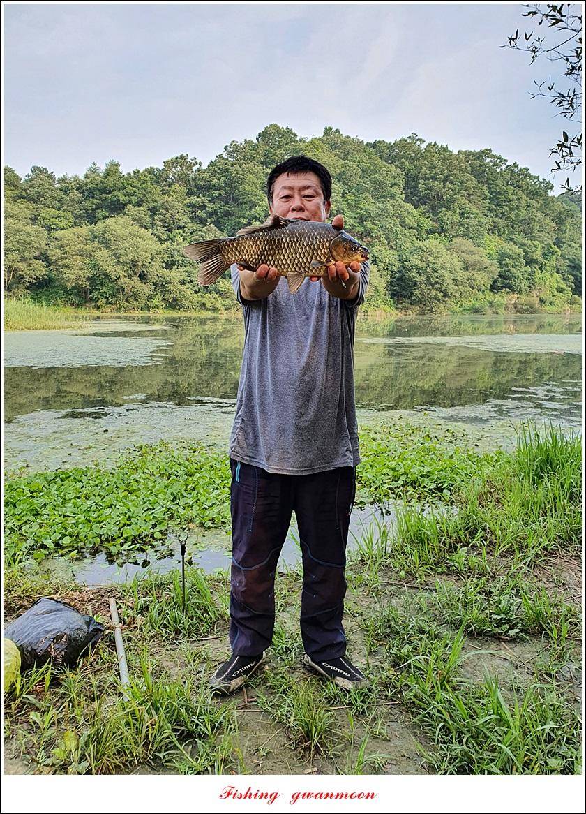 제일 43 cm40 cm화곡지 4 짜 조황 (조황조행기 - 특파원조황)