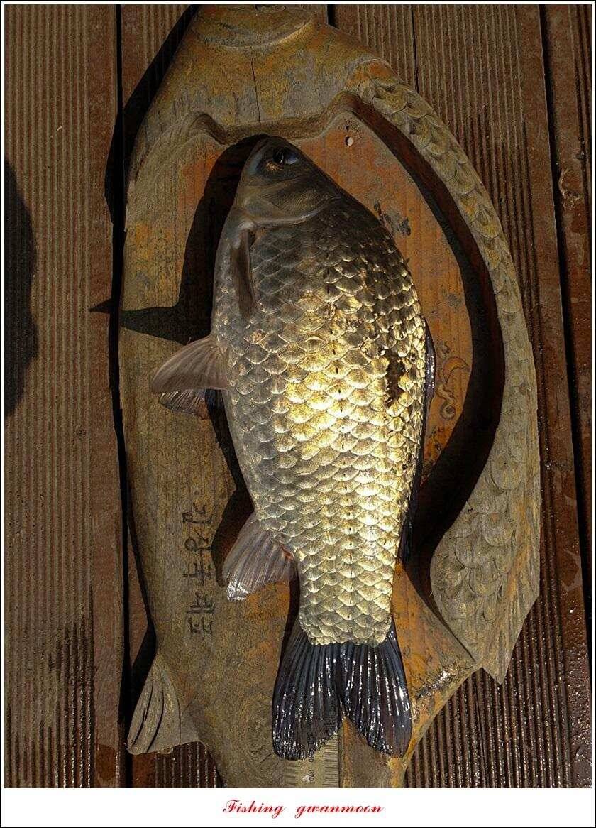 제일 395 cm돌감 37 cm 및 월척 조황 (조황조행기 - 특파원조황)