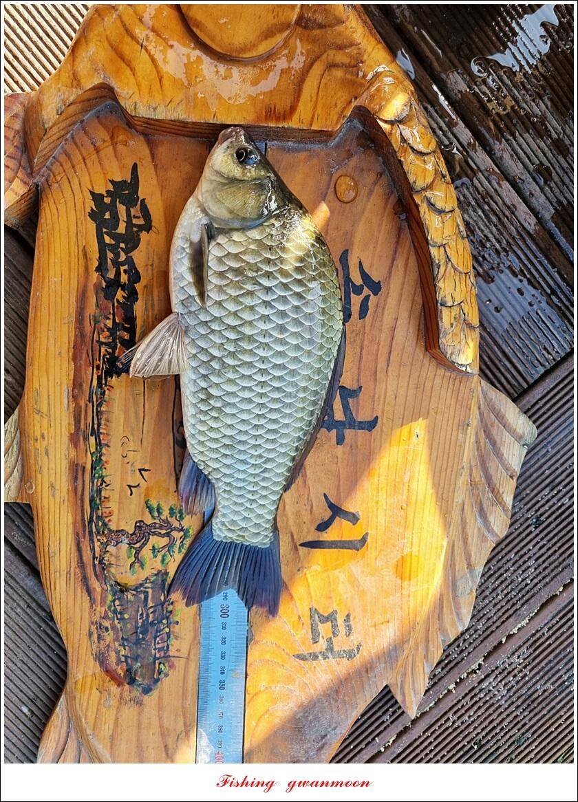 솔 41 cm 화곡지 월척 조황 (조황조행기 - 특파원조황)