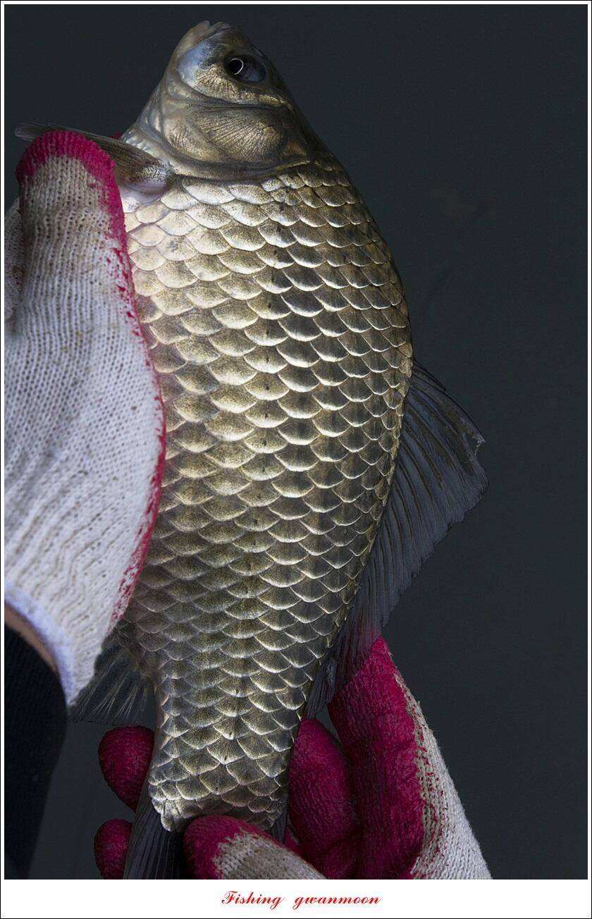 목벌 42 cm42 cm39 cm38 cm 대물 조황 (조황조행기 - 특파원조황)