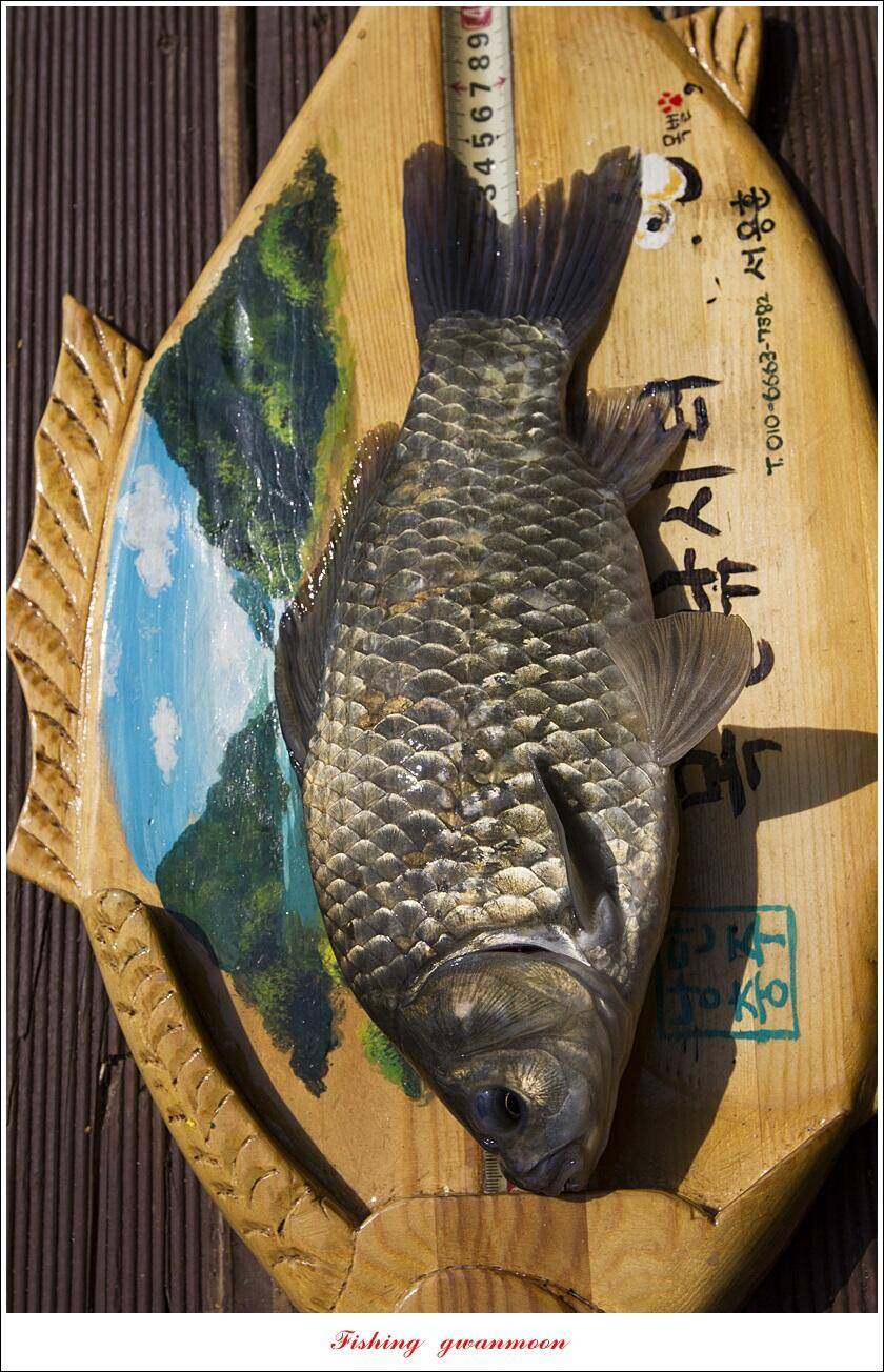목벌 42 cm41 cm35 cm대물 조황 (조황조행기 - 특파원조황)