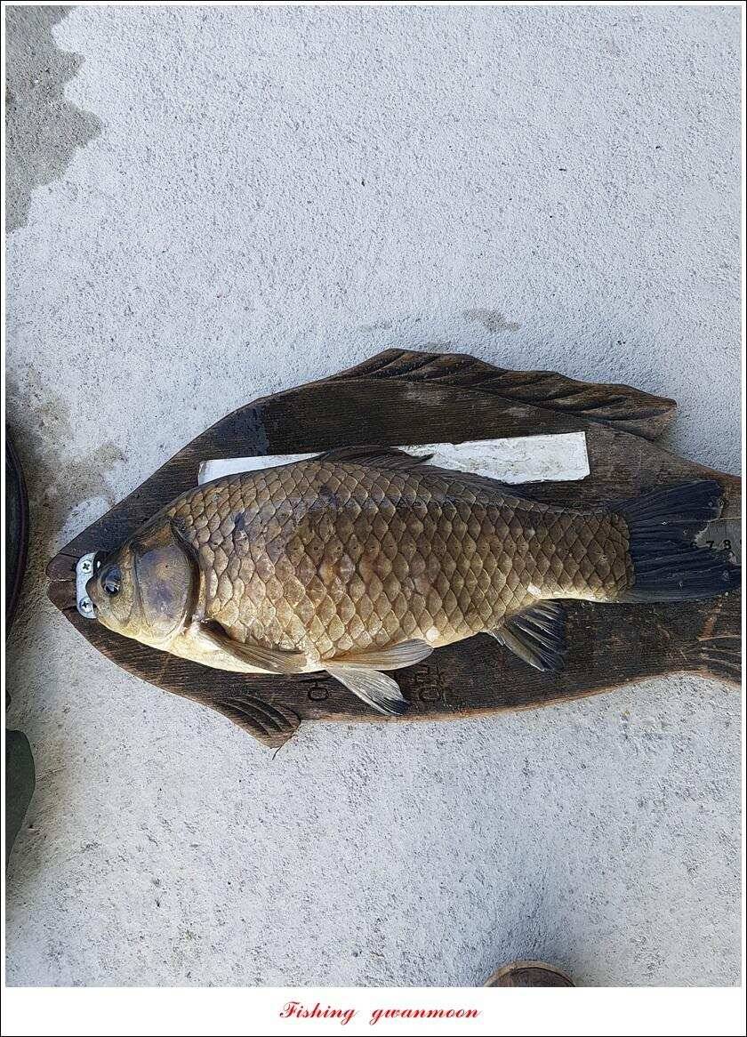 제일 39 cm 대물 조황화곡지칠성지 조황 (조황조행기 - 특파원조황)