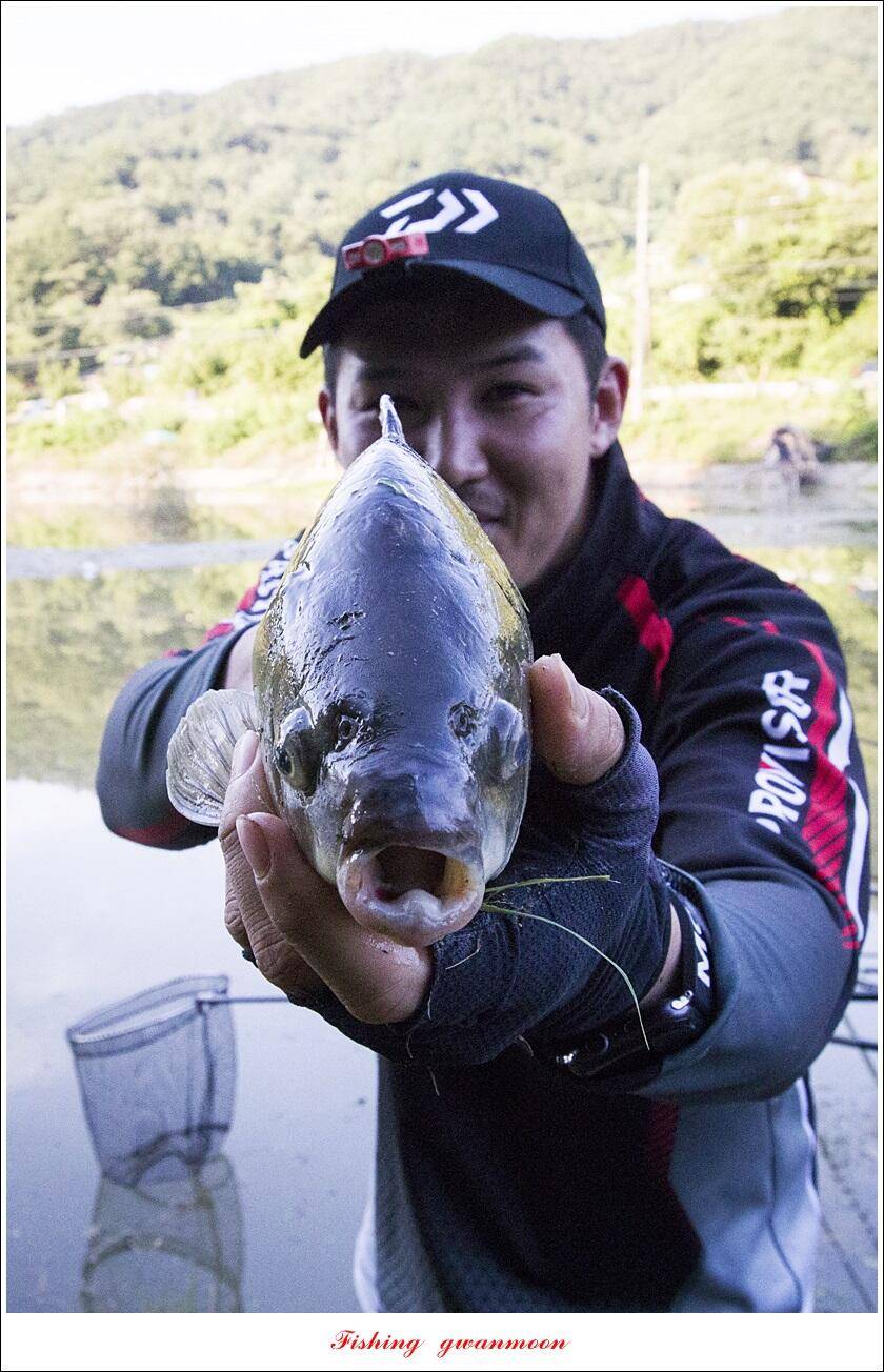 명서 노지사오리소이지 4 짜 및 월척 호조황 (조황조행기 - 특파원조황)