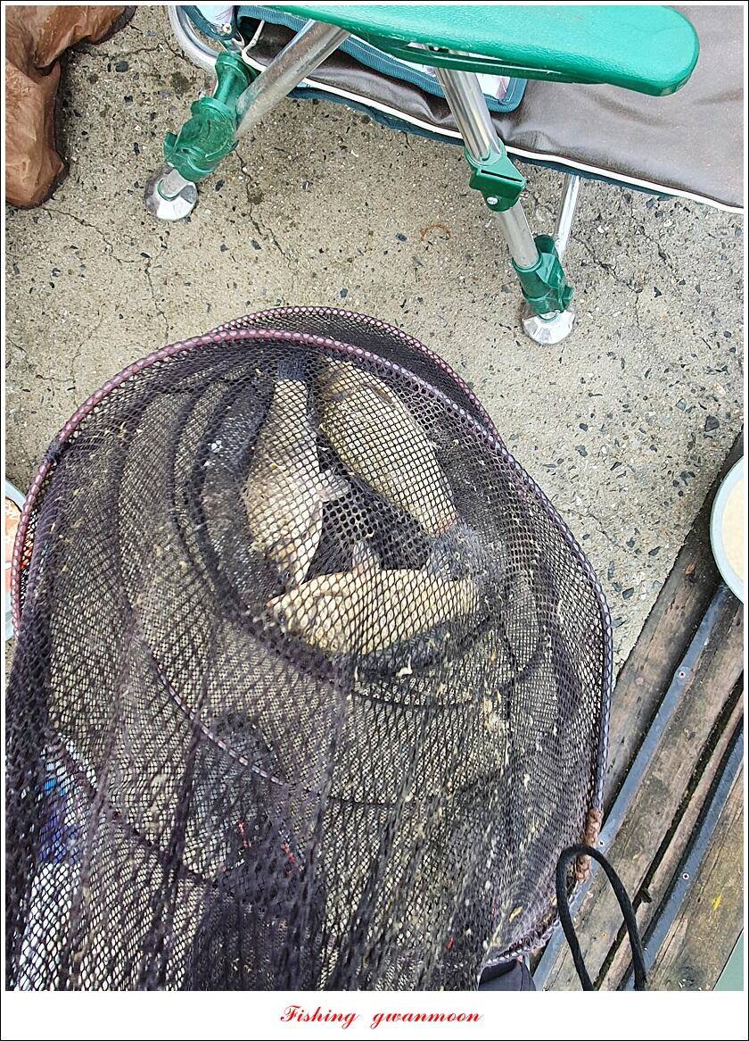 한버들 44 cm신리 415 cm41 cm실리곡 4 자돌감 4 짜화곡지 4 짜솔 37 cm 조황 정보 (조황조행기 - 특파원조황)