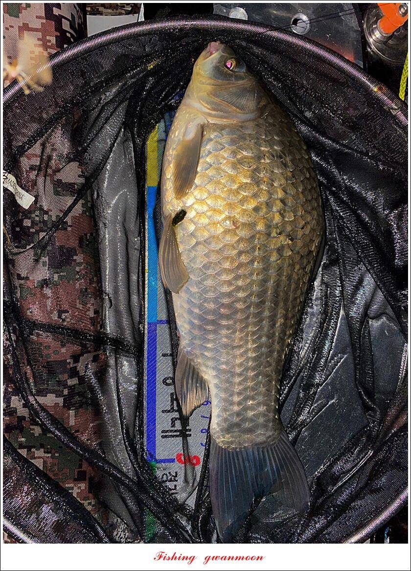 솔 낚시터 41 cm 종점 허리급 월척 조황 (조황조행기 - 특파원조황)