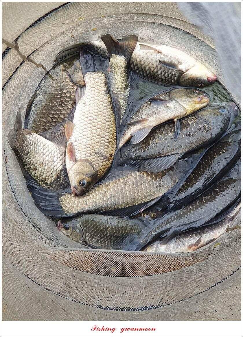 제일 435 cm415 cm문골 37 cm화곡지 4 짜 대물 조황 (조황조행기 - 특파원조황)