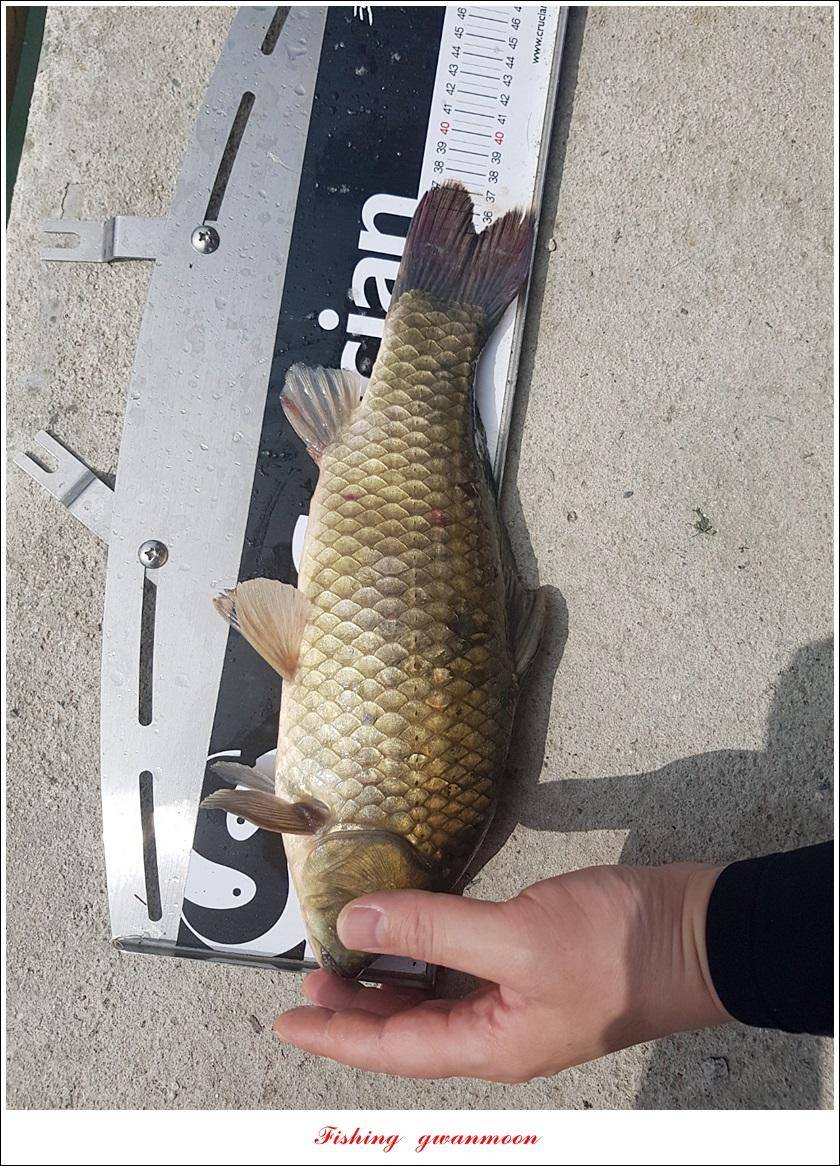 제일 43 cm40 cm화곡지 4 짜 조황 (조황조행기 - 특파원조황)