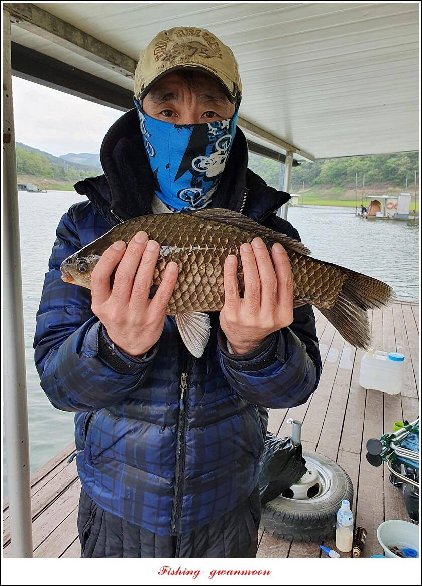 한버들 44 cm신리 415 cm41 cm실리곡 4 자돌감 4 짜화곡지 4 짜솔 37 cm 조황 정보 (조황조행기 - 특파원조황)