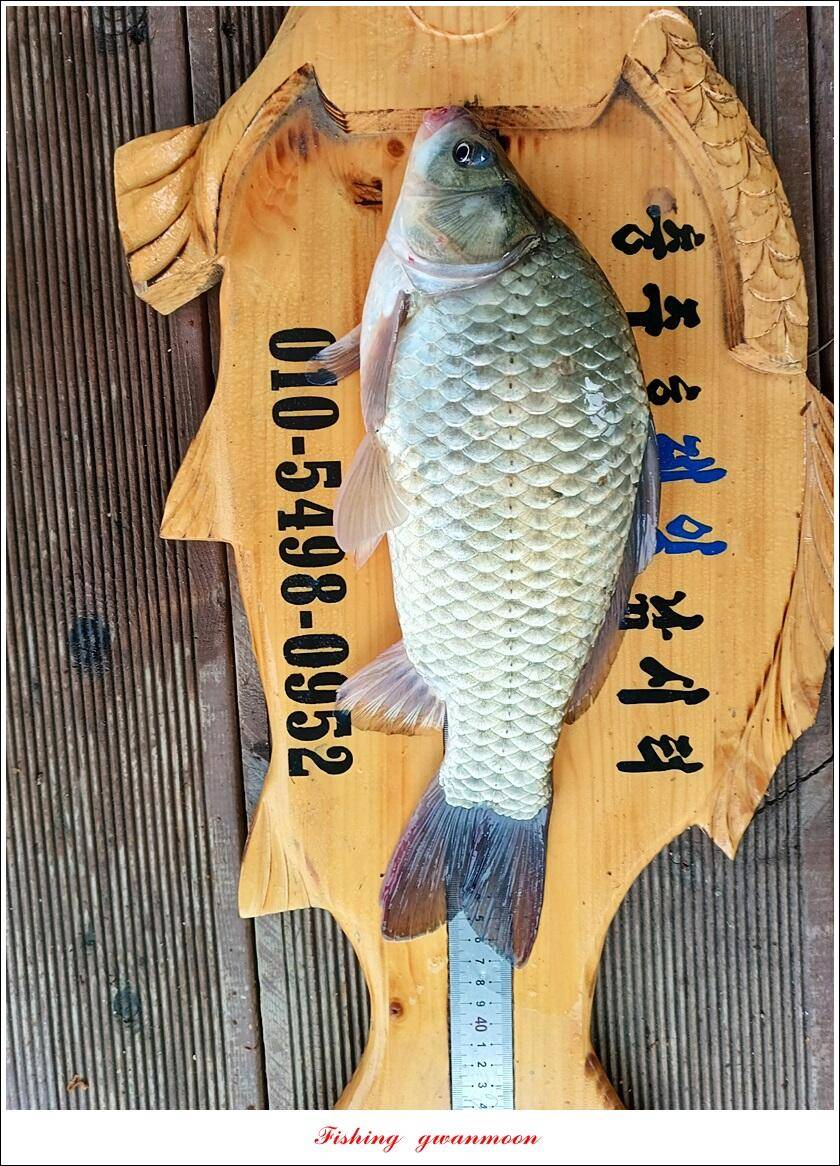 한버들 455 cm솔 415 cm제일 월척 조황 (조황조행기 - 특파원조황)