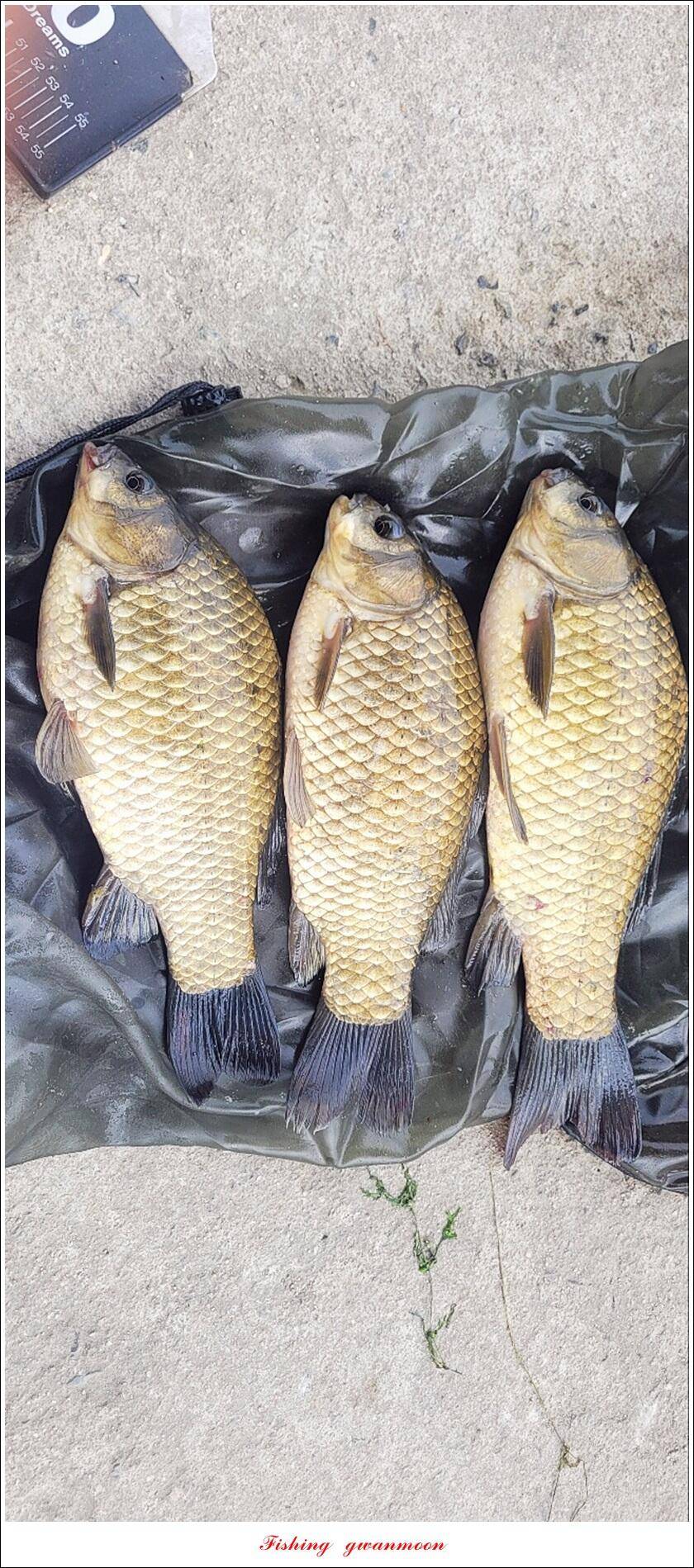 화곡지 4 짜 조황 (조황조행기 - 특파원조황)