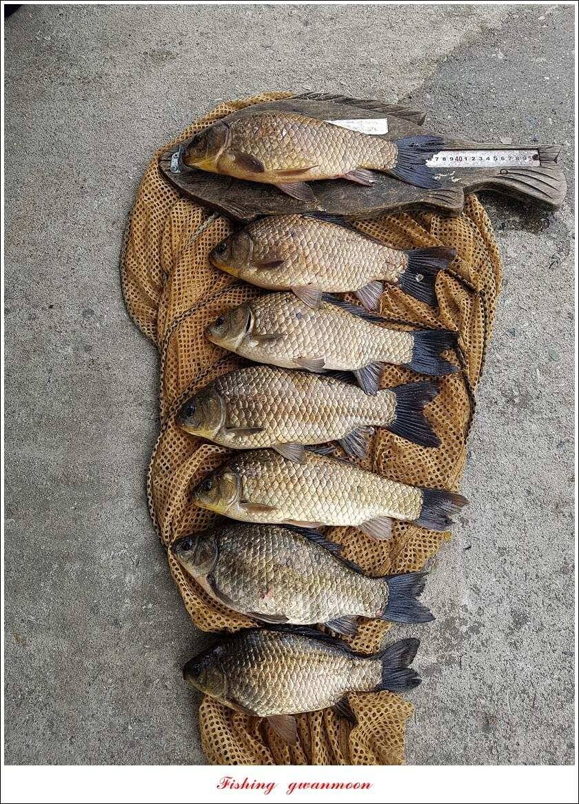 제일 39 cm 대물 조황화곡지칠성지 조황 (조황조행기 - 특파원조황)