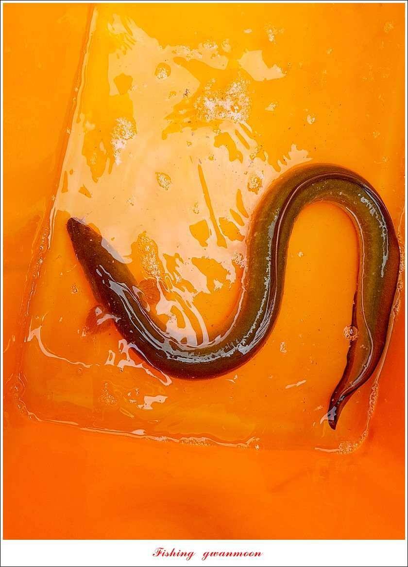 신매 42 cm 외 충주호 조황 (조황조행기 - 특파원조황)