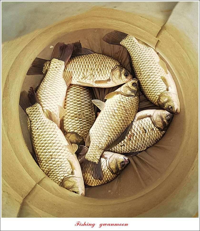 충주호 오름수위화곡지 월척 마릿수 조황 (조황조행기 - 특파원조황)