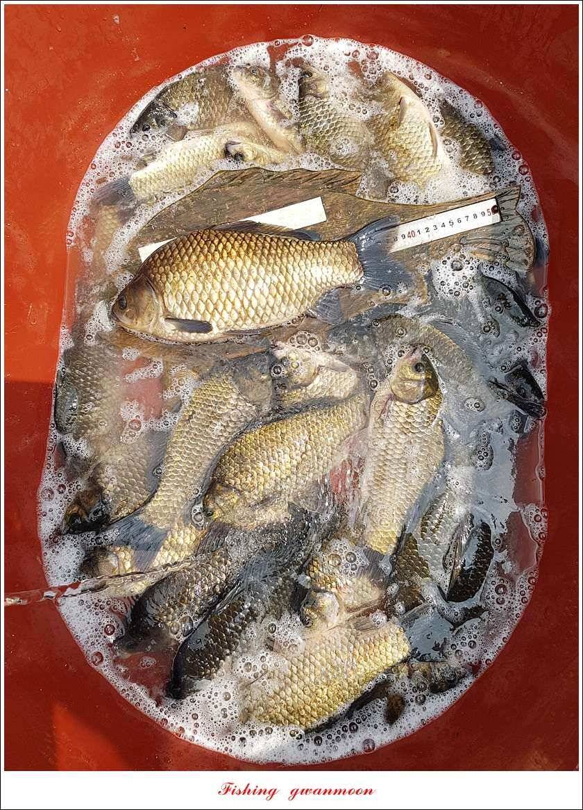 신매 42 cm돌감신리실리곡제일화곡지 조황 (조황조행기 - 특파원조황)