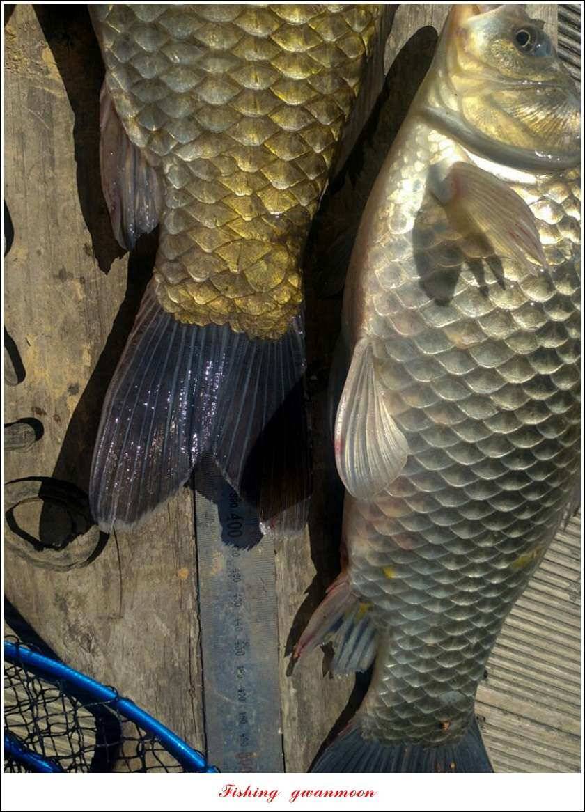 신리 46cm41cm병호 41cm돌감 40 cm (조황조행기 - 특파원조황)