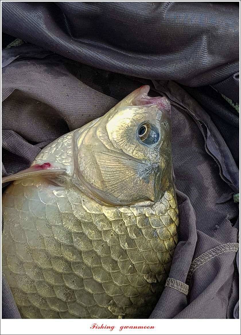 신리 46cm41cm병호 41cm돌감 40 cm (조황조행기 - 특파원조황)
