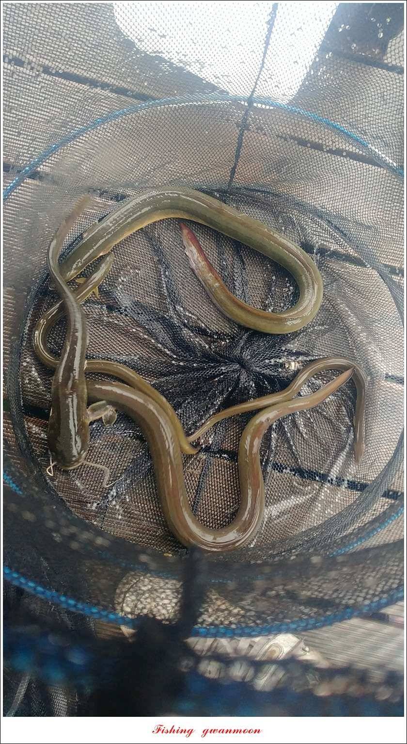 신매 42 cm돌감신리실리곡제일화곡지 조황 (조황조행기 - 특파원조황)