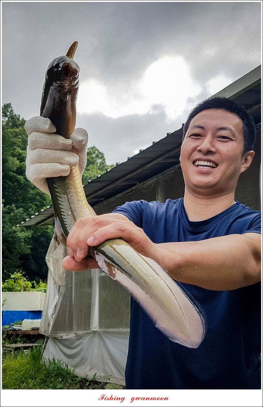 늘푸른 장어 대박청풍 신리 월척 조황 (조황조행기 - 특파원조황)