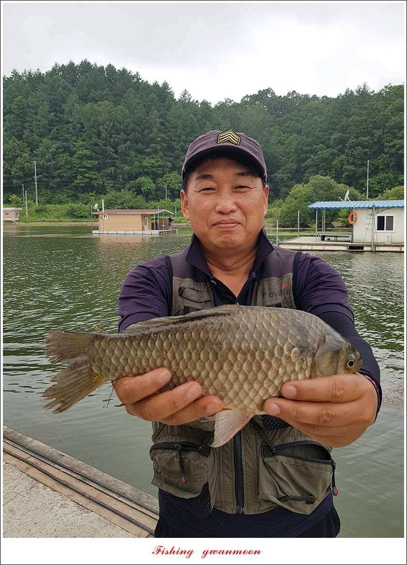 늘푸른한버들화곡지 조황 (조황조행기 - 특파원조황)
