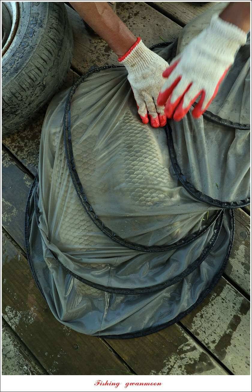 신리 46cm41cm병호 41cm돌감 40 cm (조황조행기 - 특파원조황)
