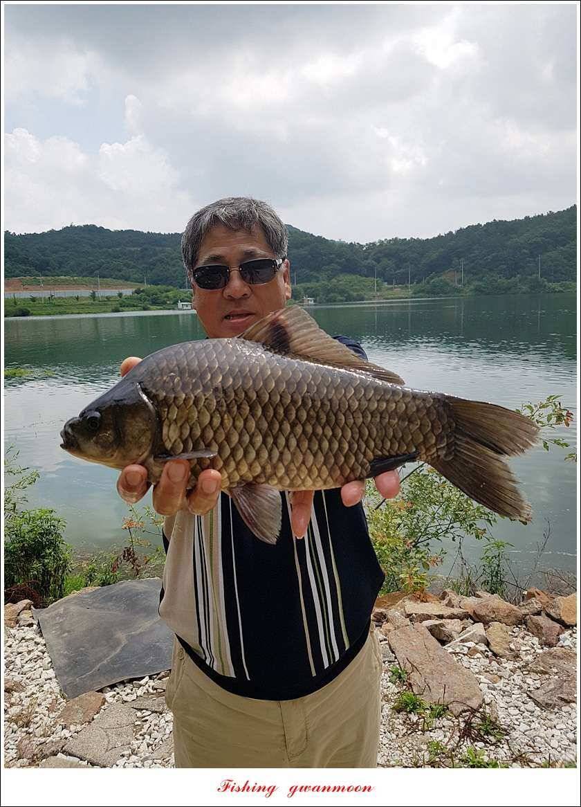 신매 42 cm돌감신리실리곡제일화곡지 조황 (조황조행기 - 특파원조황)