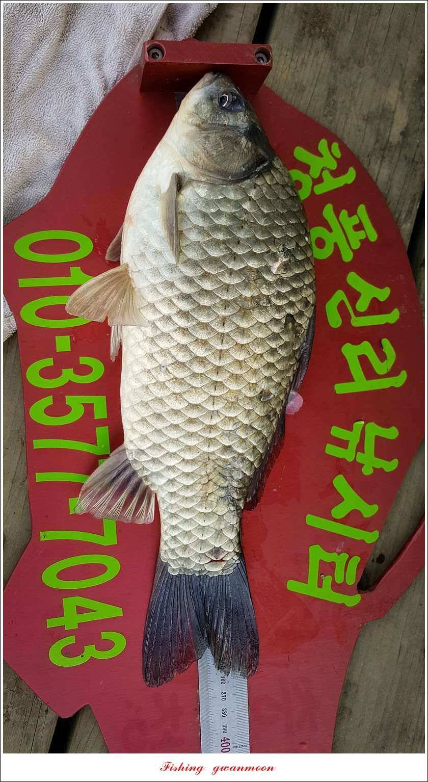 신매 405 cm서유석 장어돌감실리곡신리 월척 조황 (조황조행기 - 특파원조황)