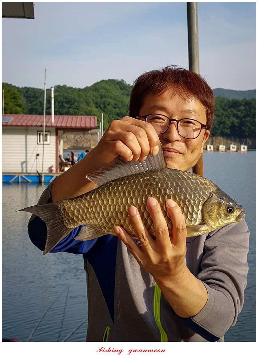 돌감 42 cm늘푸른한버들신리 허리급 월척 및 마릿수 조황 (조황조행기 - 특파원조황)