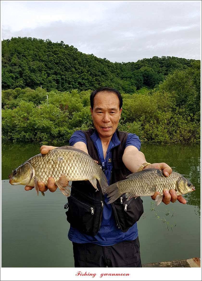 화곡지신매 월척 조황 (조황조행기 - 특파원조황)