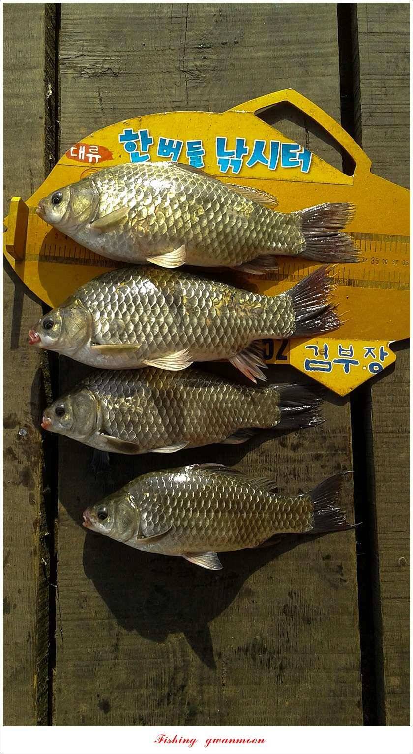 돌감 42 cm늘푸른한버들신리 허리급 월척 및 마릿수 조황 (조황조행기 - 특파원조황)