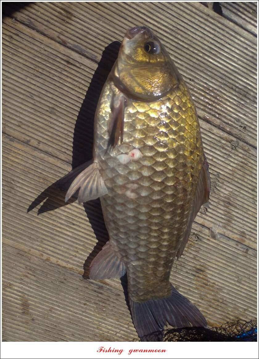 신리 46cm41cm병호 41cm돌감 40 cm (조황조행기 - 특파원조황)