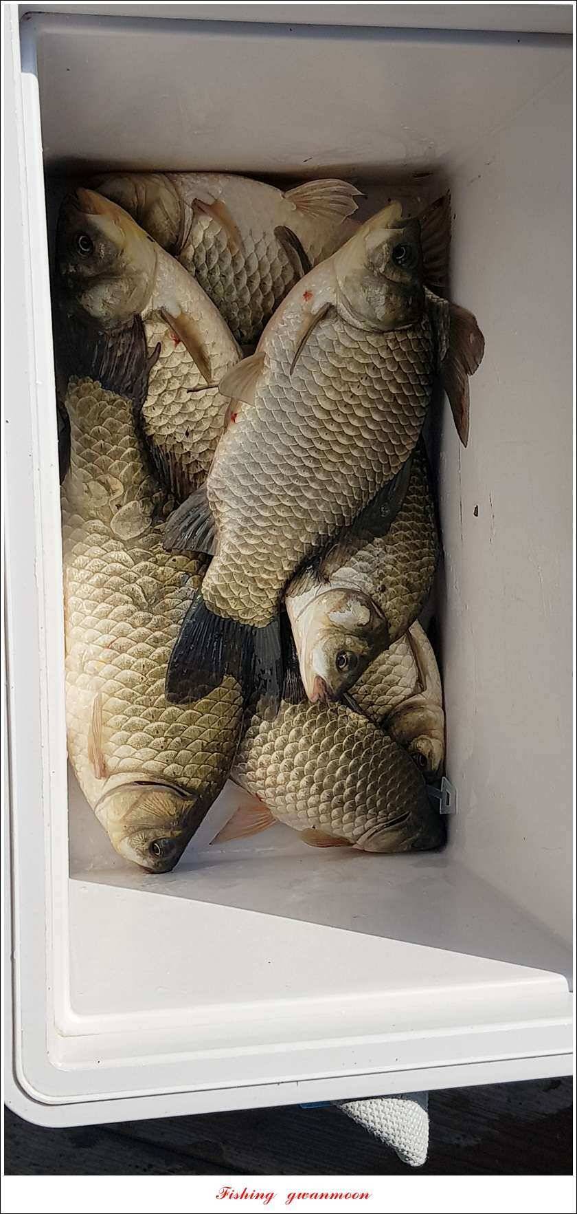 실리곡 435 cm 대물칠성지화곡지 조황 (조황조행기 - 특파원조황)